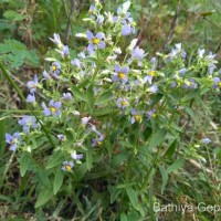 Exacum pedunculatum L.